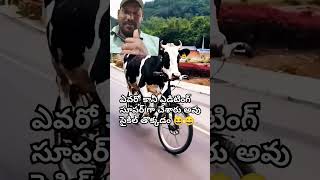 ఆవు సైకిల్ సూపర్ గా తొక్కుతుంది #love #cow #animals #funny #trending #treanding #comedy #సైకిల్