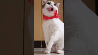 cat 😺😺 funny videos #cat funny #cat #funny #funnyvideos #funny2024