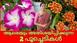 ആരെയും അതിശയിപ്പിക്കുന്ന 2 പൂച്ചെടികൾ ||Top 2 flowering seasonal plants || Amazing flowering plants