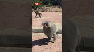 MONKEYS EATING POTATO CHIPS | ОБЕЗЬЯНЫ ЕДЯТ КАРТОФЕЛЬНЫЕ ЧИПСЫ | #shorts