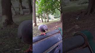 Annoying pigeon