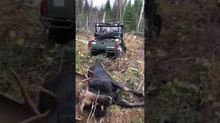 Polaris power pulling out Big Bull !! Moose hunting Ignace Ontario Canada Polaris UTV side by side