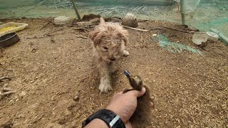 Cute animal-Funny Video-Puppy: I really want play with duckling 🐤 I will not hurt it.