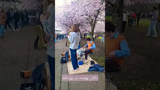 Spring has sprung - Tom McCall Park Portland Oregon 🩷🌸🌱#shorts #cherryblossom #beautiful