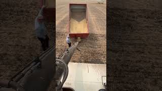 Filling an air seeder #farming