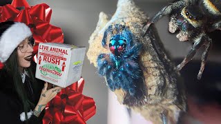 Merry CUTE-mas! Unwrapping T SELADONIA & 6 JUMPING SPIDERS (Phiddipus audax, regius & arizonensis)