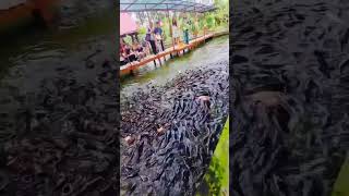 Swirling #catfish #feeding #river #tourist #view #countrylife #food #fish #vietnam