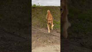 enjoy the morning #Dog #CuteDog #SweetDog #Goldenretriever #DogVideo #motivation #Shorts