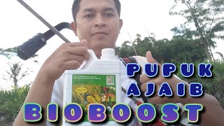 Spray pertama 4 HST menggunakan pupuk ajaib bioboost | # 7