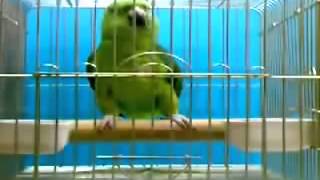 Parrot Reciting Qur'an & Adhan | Must WATCH!