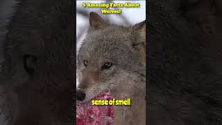 Wolves Facts (Hindi)