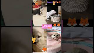 Try Not To Laugh Challenge The best and funniest pets in the world #shorts #trending #animals#tiktok