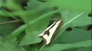 Clymene Moth