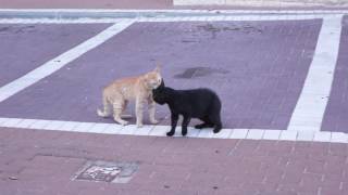 Cats fighting on the parking lot