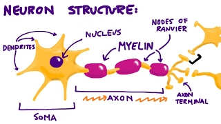 Neurons & The Synapse Overview