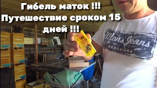 Гибель маток. Дорога длиною в 15 суток !!!