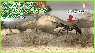 蟻戦争Ⅲ＃115 パラポネラに大量の小カマキリを与えたら、狩りが不器用すぎた。編～Bullet ants hunt a lot of tiny mantis～