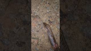 OMG😟Indian cobra snake🐍#snake#cobra#india#snake #respectanimels#cuteanimal#cat#animals#youtubeshorts