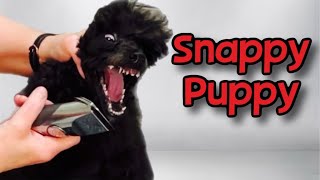 Puppy cries, snaps, and wiggles during grooming! Poodle puppy trim.