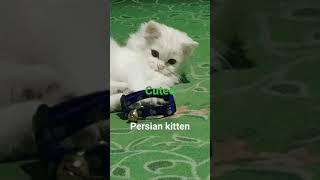 love your pets ... persian cat