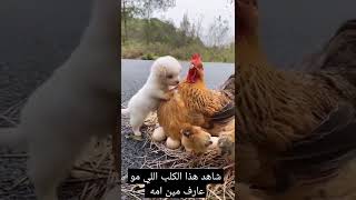 من يقنع هذا الكلب ان الدجاجة ليست امه #قصص #العراق #shorts