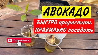 КАК вырастить АВОКАДО [ Авокадо из косточки ]