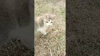 beautiful cat #Mere Mola Haider #Trending song #viral #best #youtubeshorts #trendingshorts #