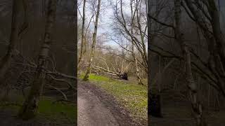 Walking through the woods in Aysgarth, Yorkshire dale national park