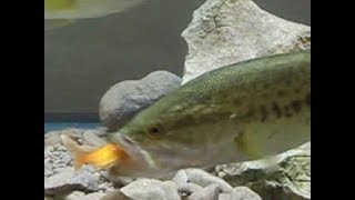 Largemouth Bass Eating Multiple Goldfish | Inside Aquarium View