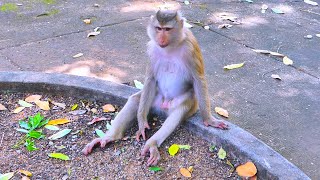 Update New! New life monkey MOKA, now she is pregnant