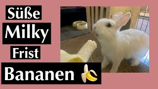 Mein Intro/Kaninchen Baby ist flink /Kaninchenbande