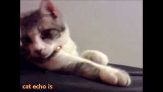 cat echo is x. ν