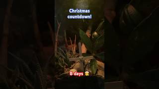 Christmas Countdown! Day 8 #christmas #christmascountdown #lizard #terrarium #vivarium #lizard #cozy