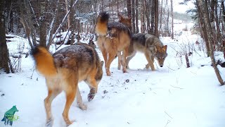 The Little Shoe Portage: the Nashata Pack and other wildlife