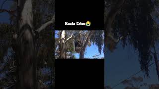 Koala Cries 😭💔 #viral #trend #shorts #cute #koala