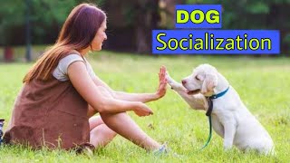 WHAT IS DOG socialization | HOW TO SOCIALIZE YOUR DOG In Telugu | Taju logics