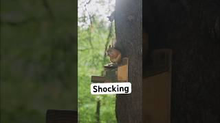 I was shocked 😮 #youtubeshorts #trending #viral #funny