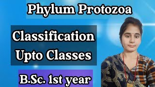 Phylum Protozoa | Protozoa classification | Protozoa B.Sc. 1st year | Protozoa classification chart