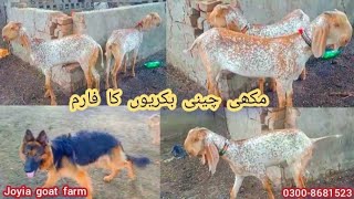 pure makhi cheeni goats farm | goat farming in Pakistan | Makhi cheeni goats | @joyiaGoatFarm