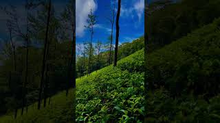 වළා තීරයෙන් එහා☁️#youtubeshorts#nature#naturesounds#shorts #view