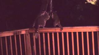 Racoons Feeding Springfield Missouri