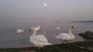 Moon, lake and swans, romantic scene!! On sunset