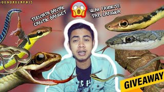 Mengenal Puluhan Marga DENDRELAPHIS | Ular Tampar | ColubridWorld