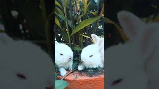 Cute Rabbits #shorts #shortvideo #youtubeshorts