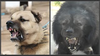 Conoce a los Perros que podrían acabar contigo en minutos!!