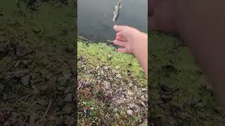 Releasing another small largemouth bass!!!