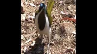 Blue faced honey eater