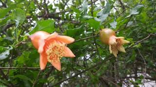 Blooming Pomegranate Flowers in the Forest