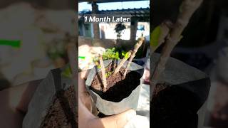 Growing Ixora Plant From Cutting..#ixora #gardening #ytshorts #viralshorts #plants #trending