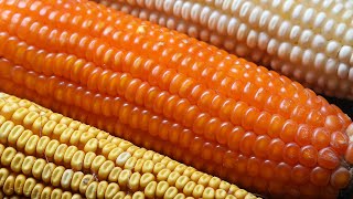 More nutritious, better tasting, non-GMO ‘orange corn’ launches in US markets